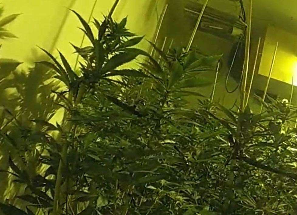 Cannabis plants were found growing in the home Library picture: Kent Police