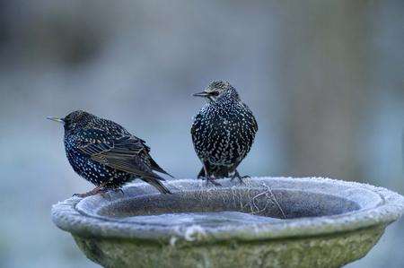 Starlings in a garden