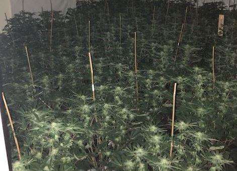 Cannabis cultivation in Faversham. Picture: Kent Police (6007476)