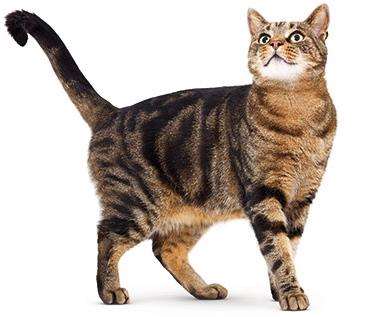 Volunteers found the mutilated cat. Stock picture