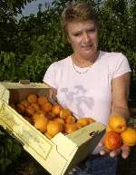 Linda Twiss with a box of Kentish apricots. Picture: CHRIS DAVEY