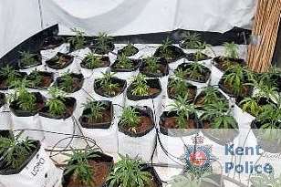 Officers found cannabis plants. Picture courtesy of Kent Police