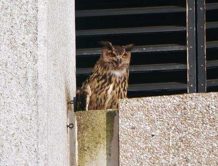 The eagle owl which was photographed on Charter House by Martin Casemore