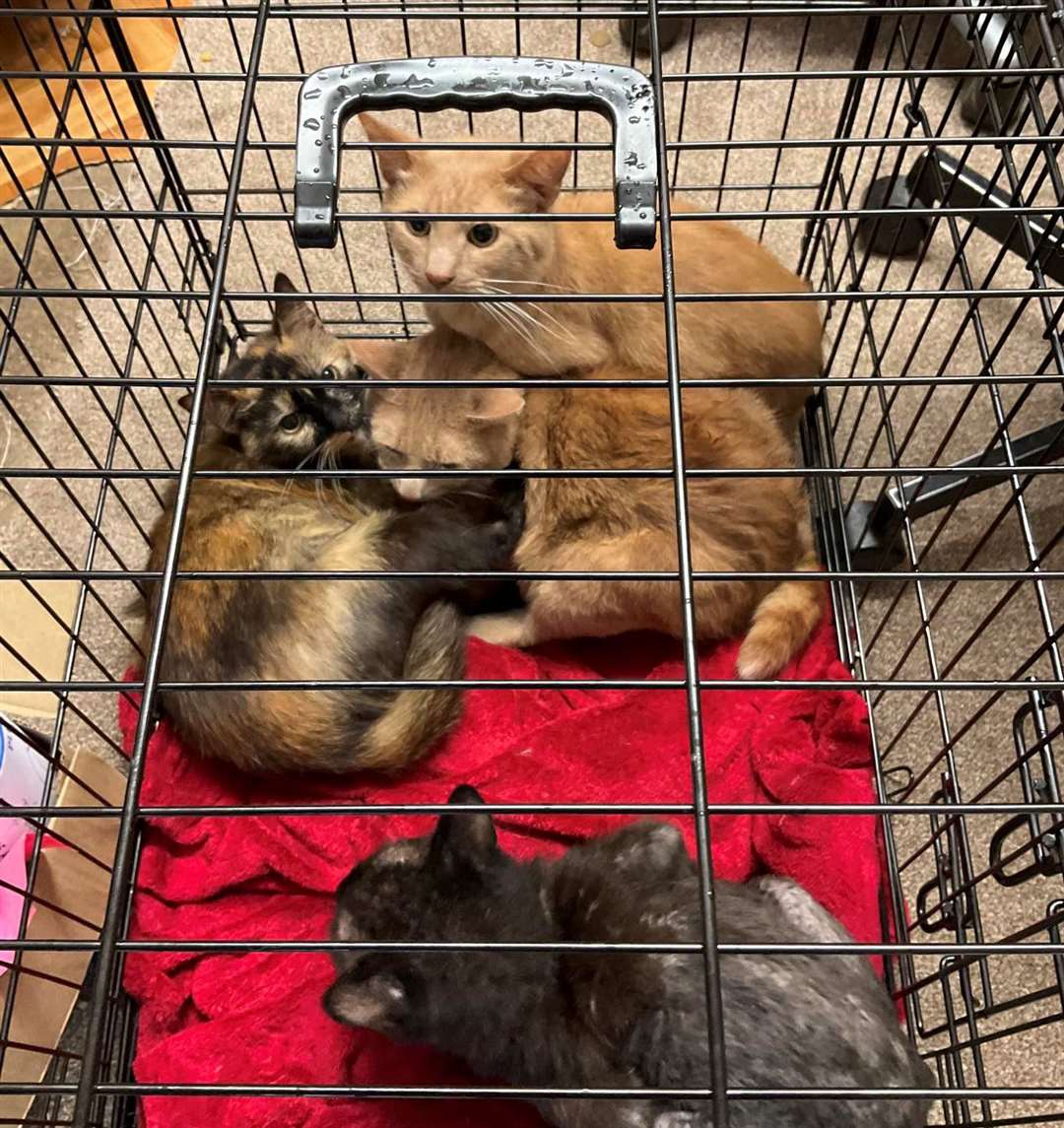 Four of the six cats that were found crammed into this crate and abandoned