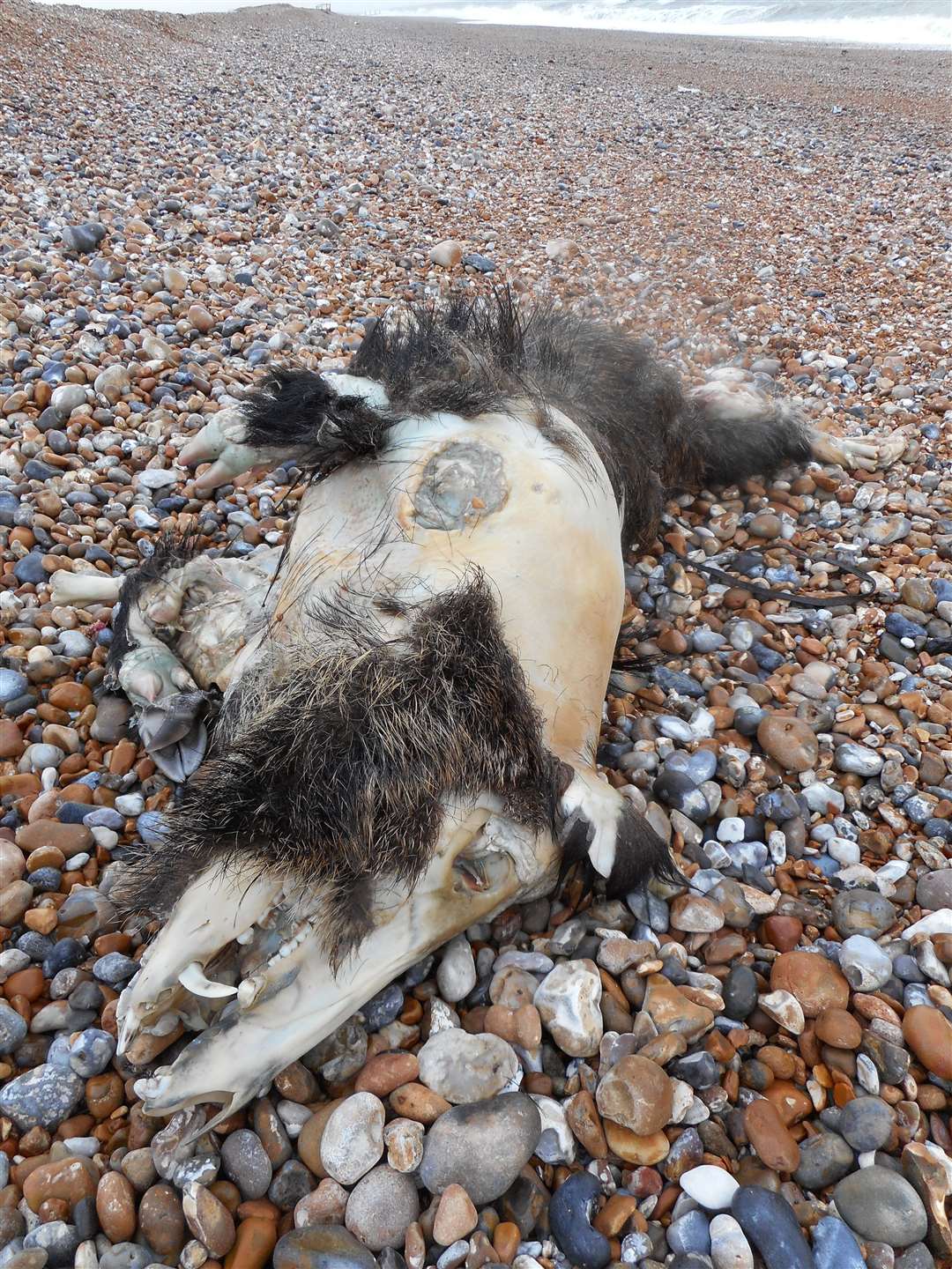 The carcass of the wild boar found on the beach near Lydd