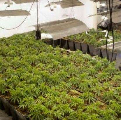 Over 1,000 plants were discovered at the converted cultivation site in Ramsgate. Photo: Kent Police