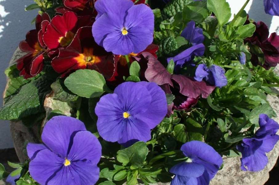 Pansies give a splash of colour this autumn