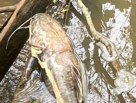 Catfish dumped in Greggswood Stream in Tunbridge Wells. Picture: Paul Kent