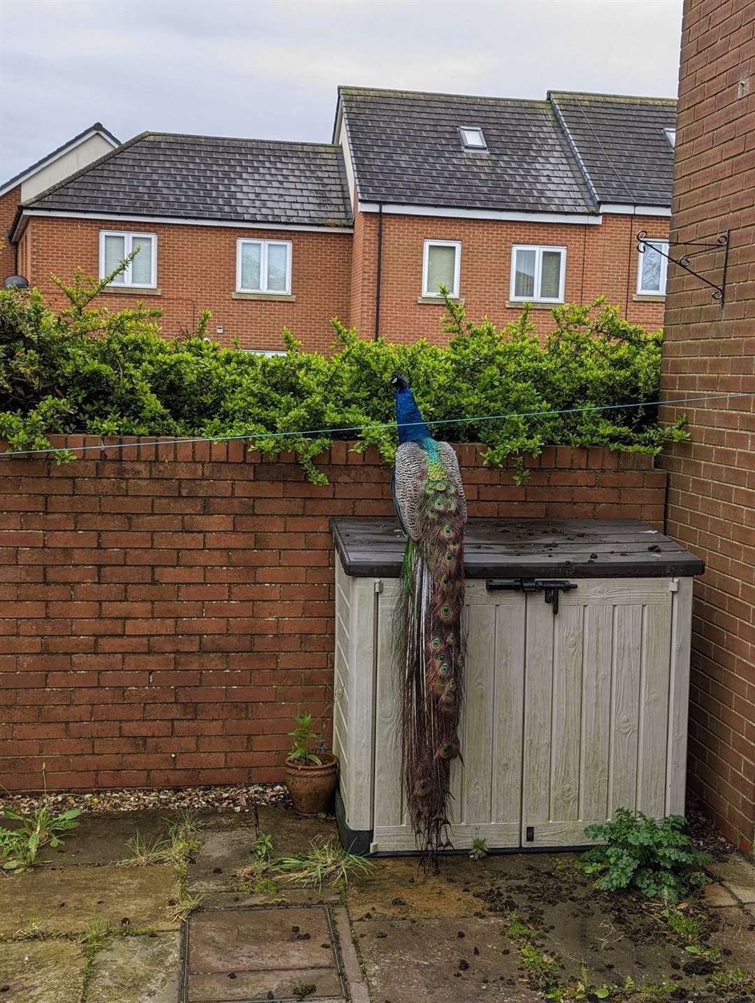 The peacock fell off a roof on May 6 after being spooked (RSPCA/PA)