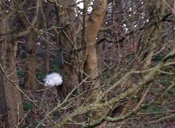 An albino squirrel was spotted in woodland in Maidstone by Ben Maskell.