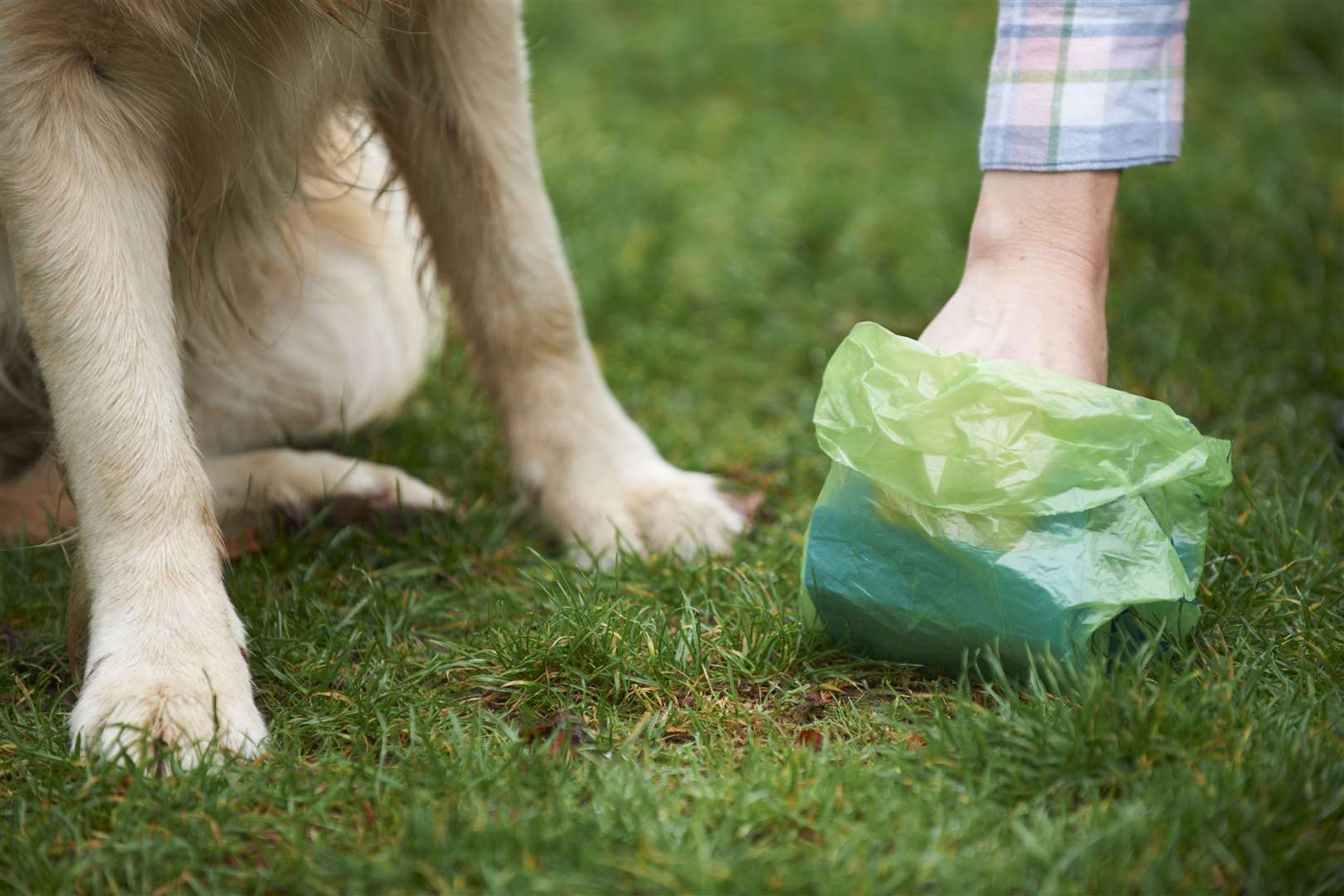 Mucus in your dog's poo means that they are not digesting their food properly. Picture: istock/MachineHeadz