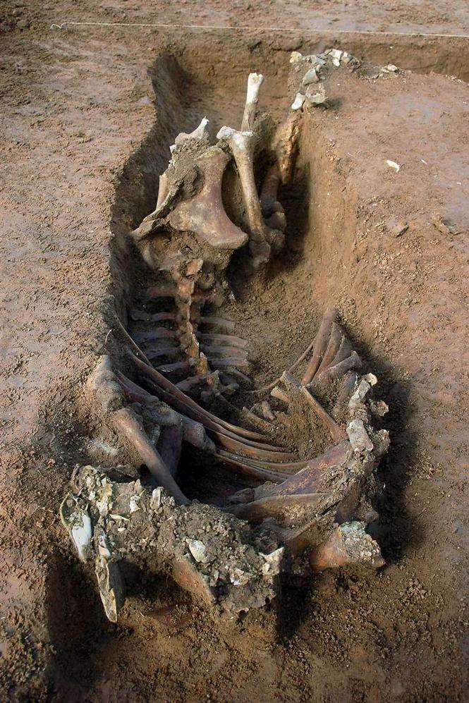 A horse's skeleton was among the finds