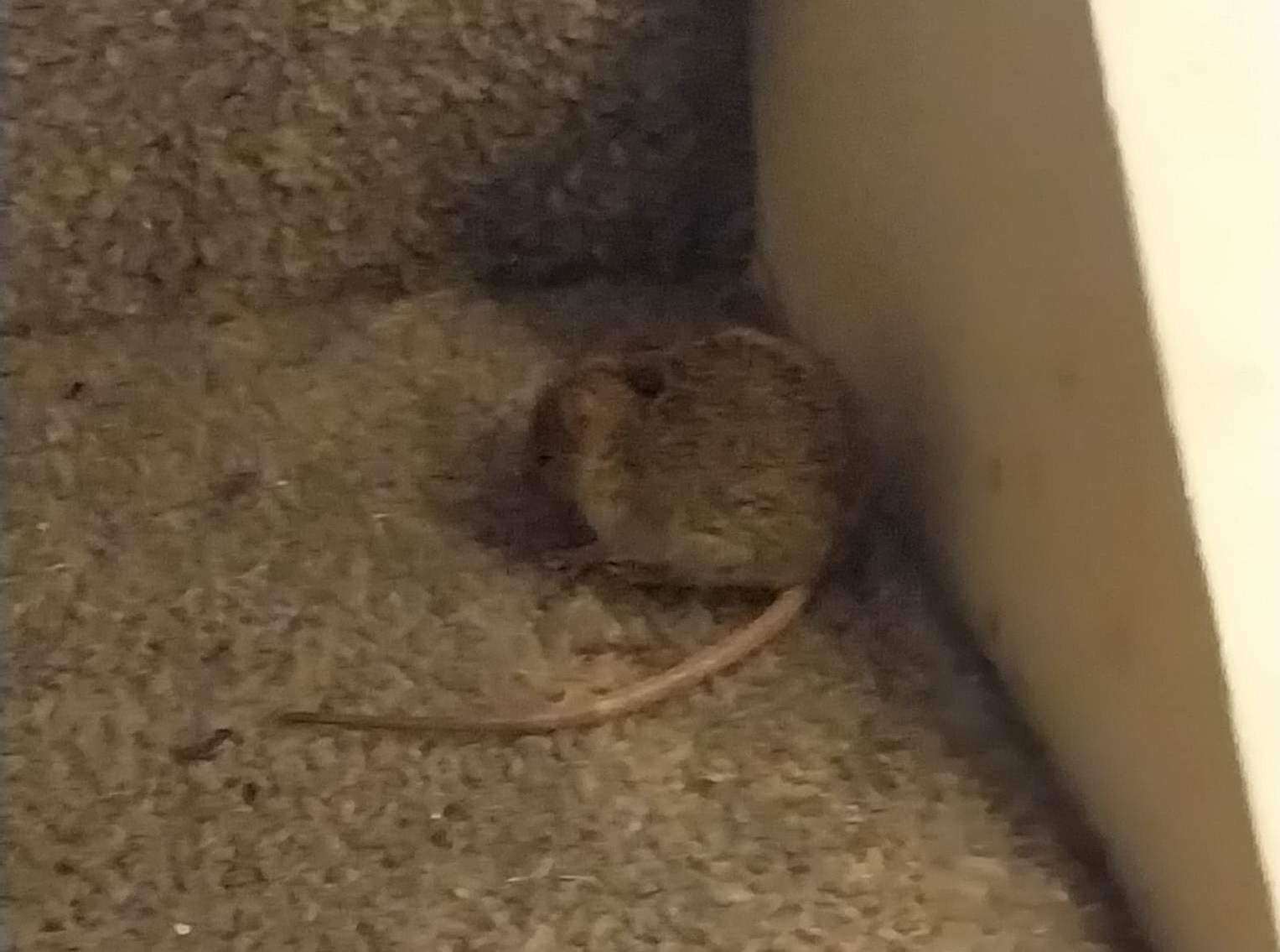 A mouse in Vicky's home