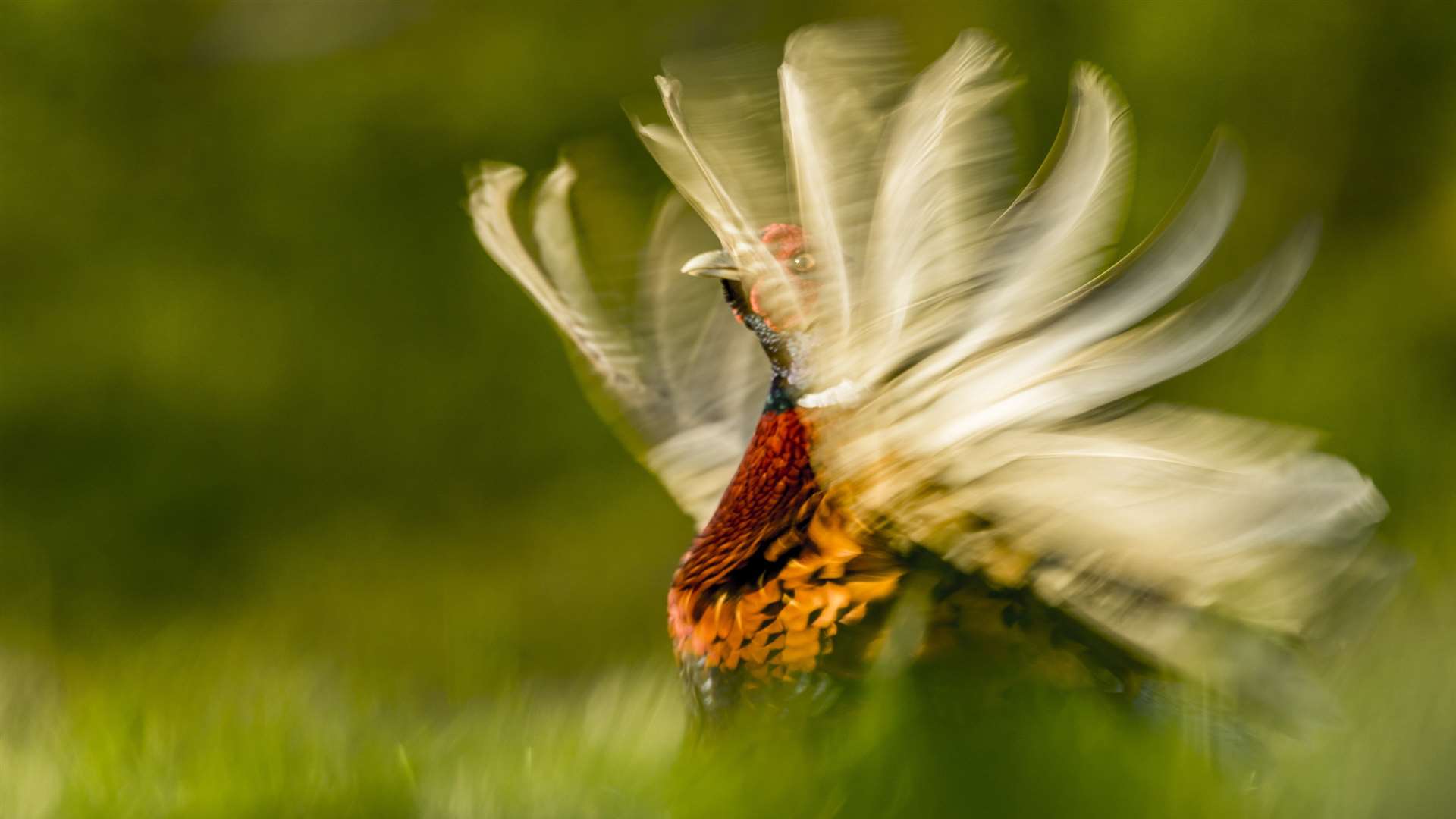 Pheasant by Kris Worsley