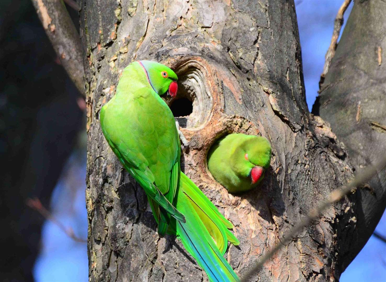 Rose-ringed parakeets - a common sight around Thanet