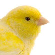 Stock pic of a canary