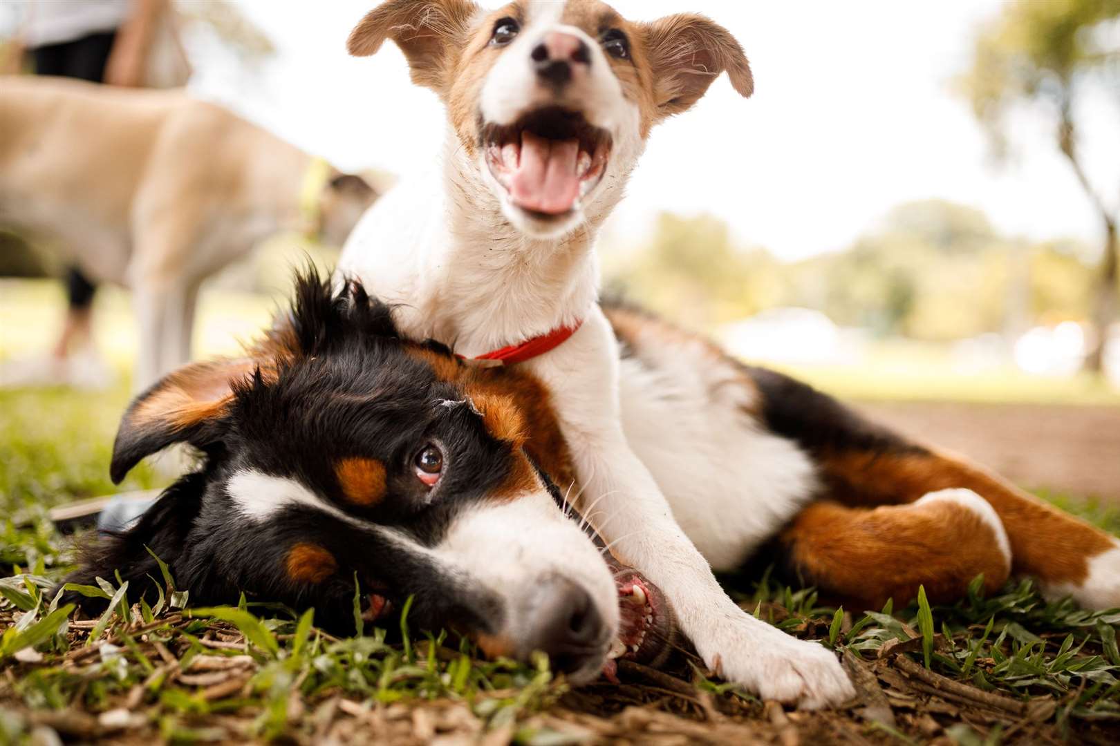 Reports of animal cruelty always rise in summer, says the RSPCA. Photo: iStock.