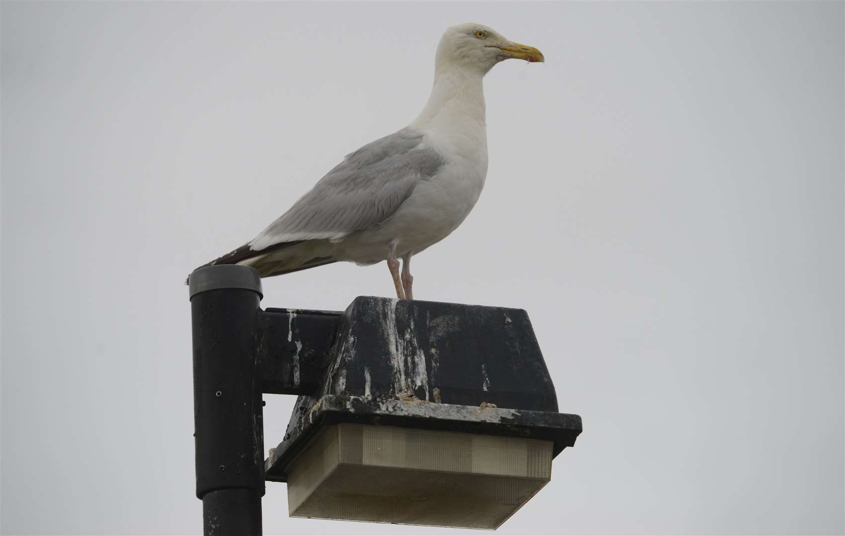 Natural England says gulls have become urban creatures