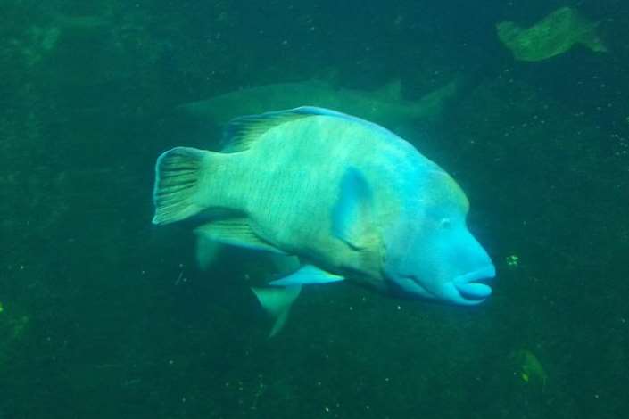 The Humphead wrasse from the Indo-Pacific region
