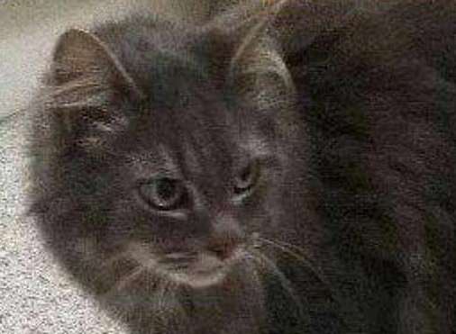 The long-haired grey tabby could have made his way from Cambridge, 80 miles away. Picture: Lostbox Pets