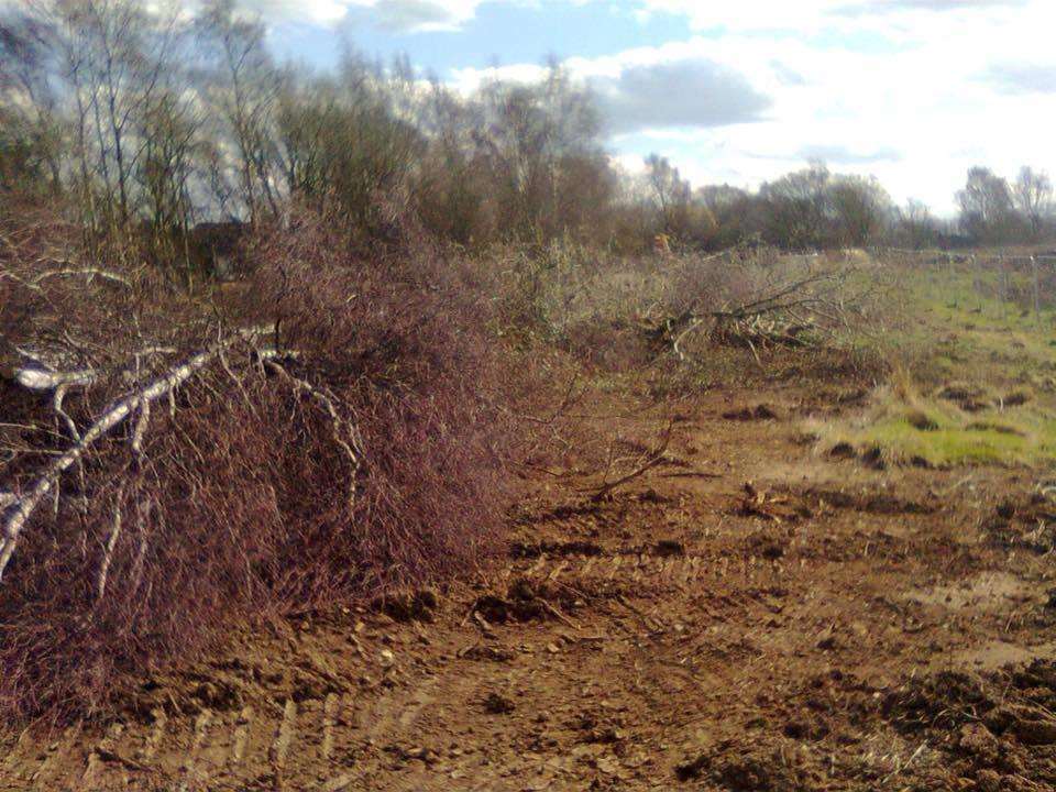 Trees that have been felled on the Croudace Homes Hermitage Park site, near Bluebell Woodland