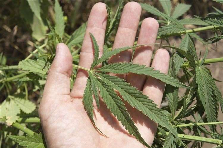 Two have been charged with burglary after a house growing cannabis was broken into. Picture: Stock picture