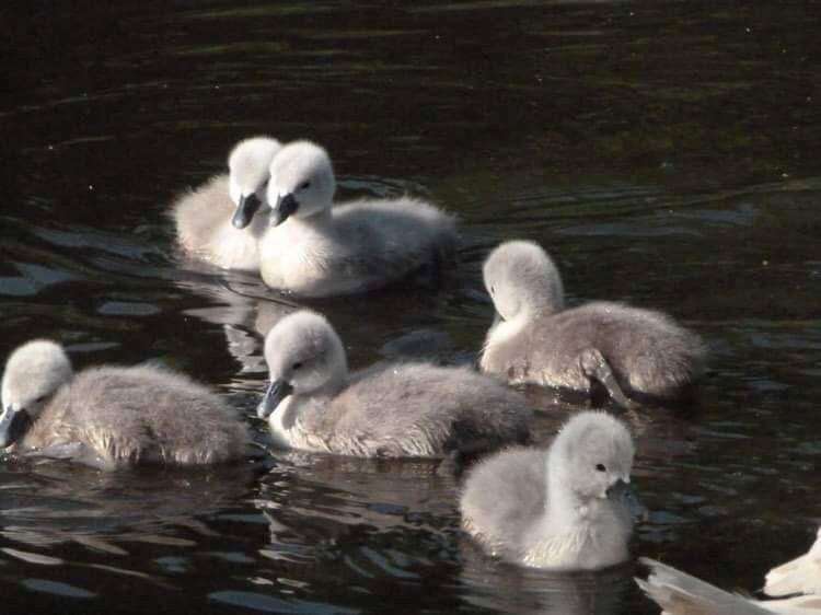 The fluffy cygnets were born this week. Picture: Capstone Farm Country Park
