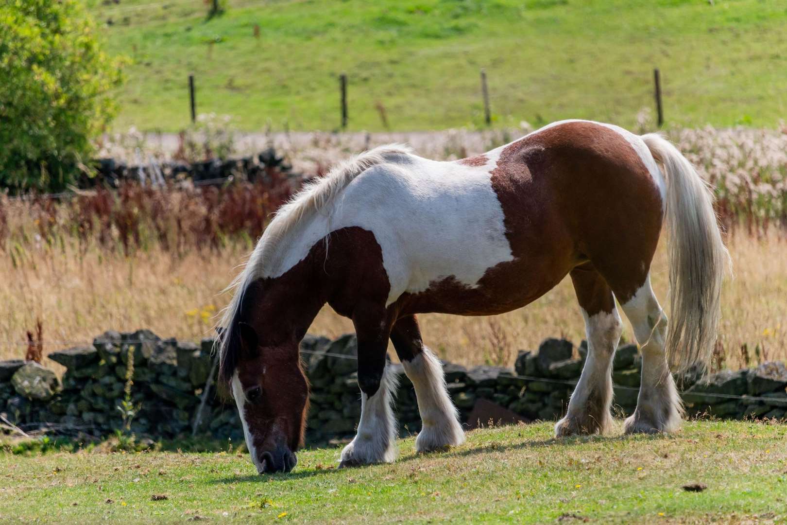 A traditional Gypsy cob grazing in a field