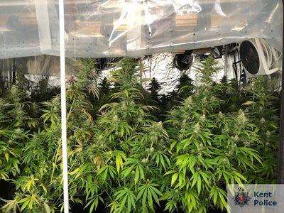Police found the plants at a home in Malmains Road, Dover