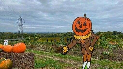 Lower Ladysden Farm will be hosting a series of pumpkin events this October, including after-dark pumpkin picking. Picture: Lower Ladysden Farm
