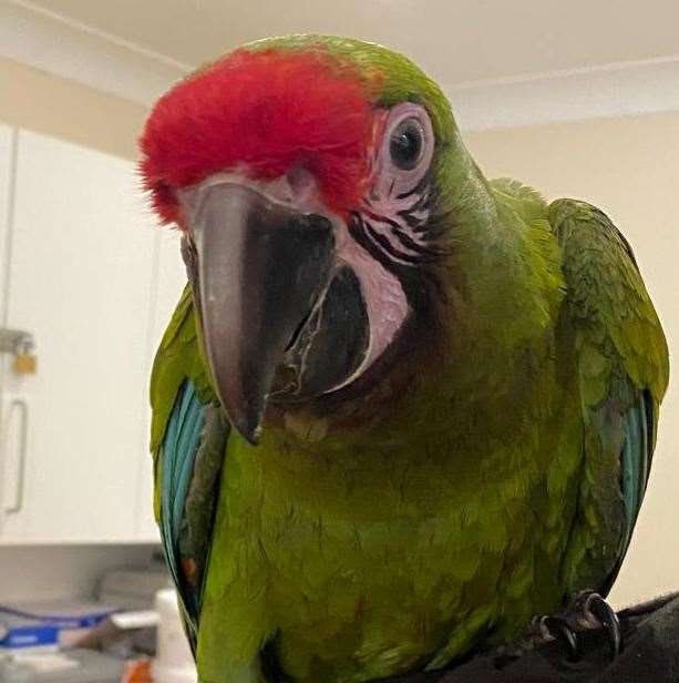 The parrot has gone missing from Wingham Wildlife Park in Canterbury. Picture: Wingham Wildlife Park via Facebook