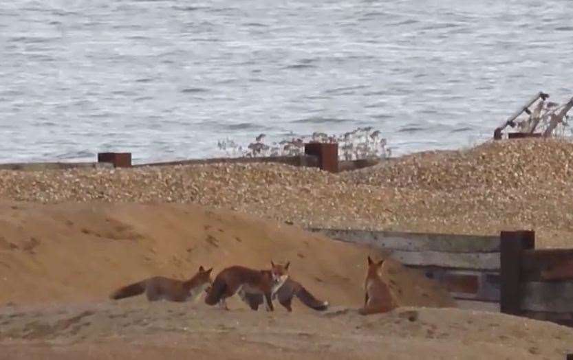 A group of foxes is known as a skulk. Picture: Keith Ross