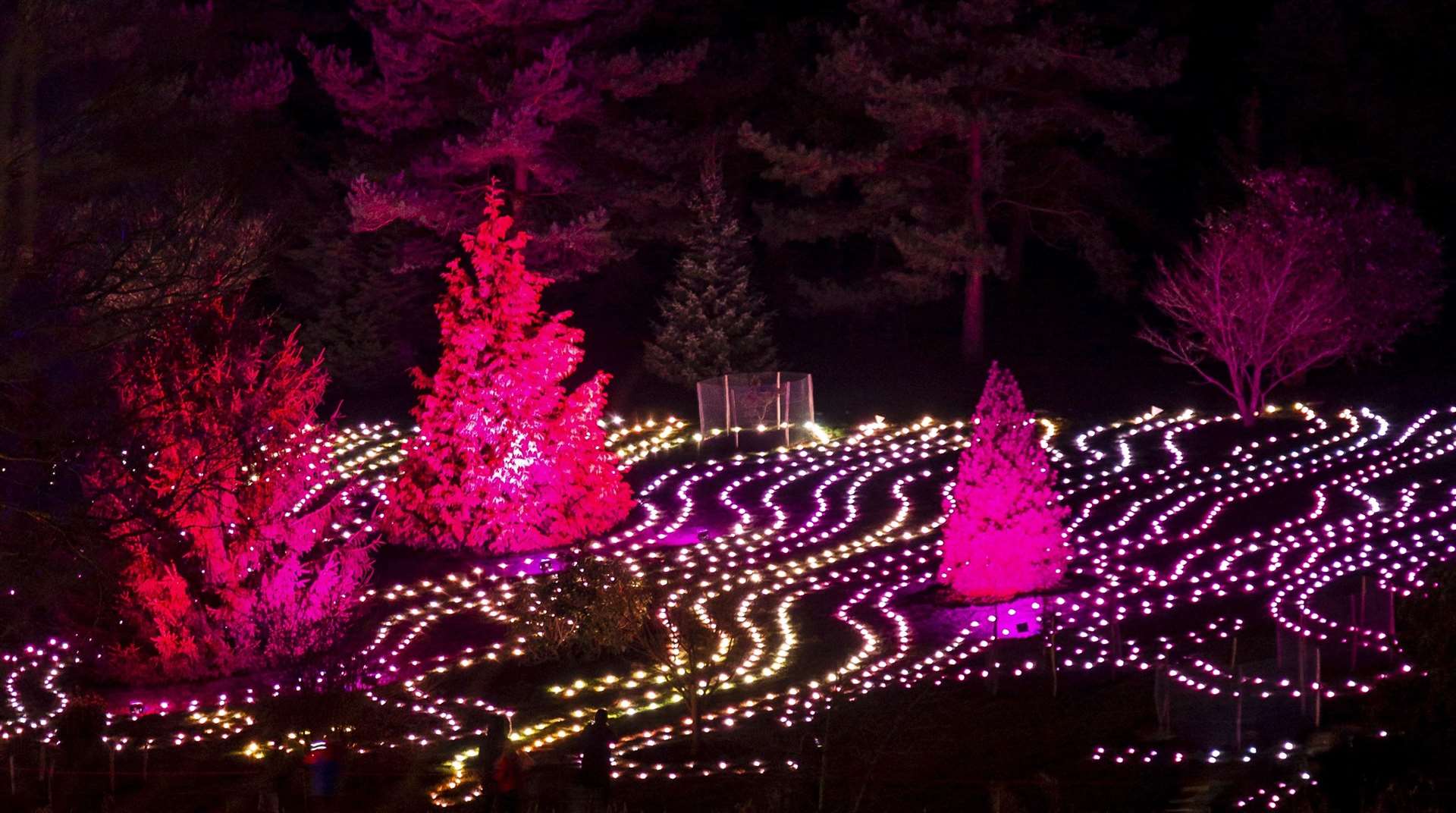 The Christmas at Bedgebury Field of Light Picture: Rikard Osterlund