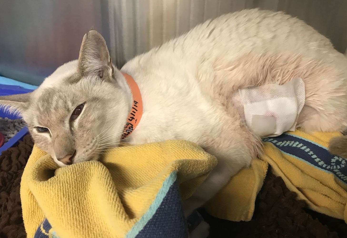 A siamese cat was left with a bullet lodged in its side (14022265)