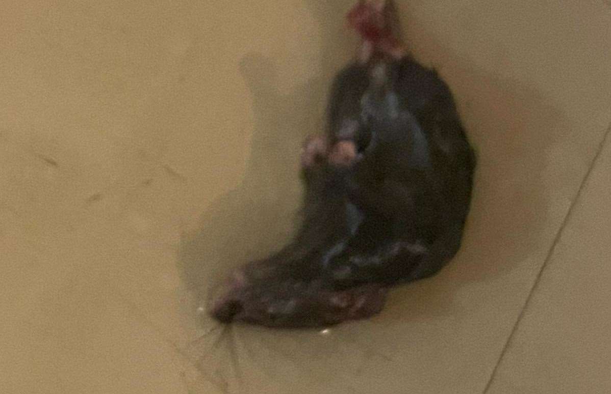 A dead rat in Laura's home