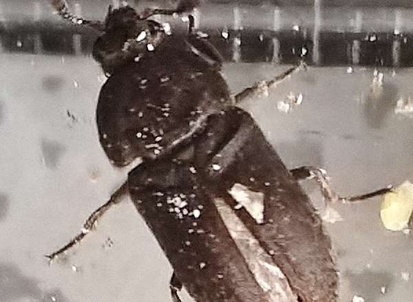 The flesh-eating Dermestid beetle