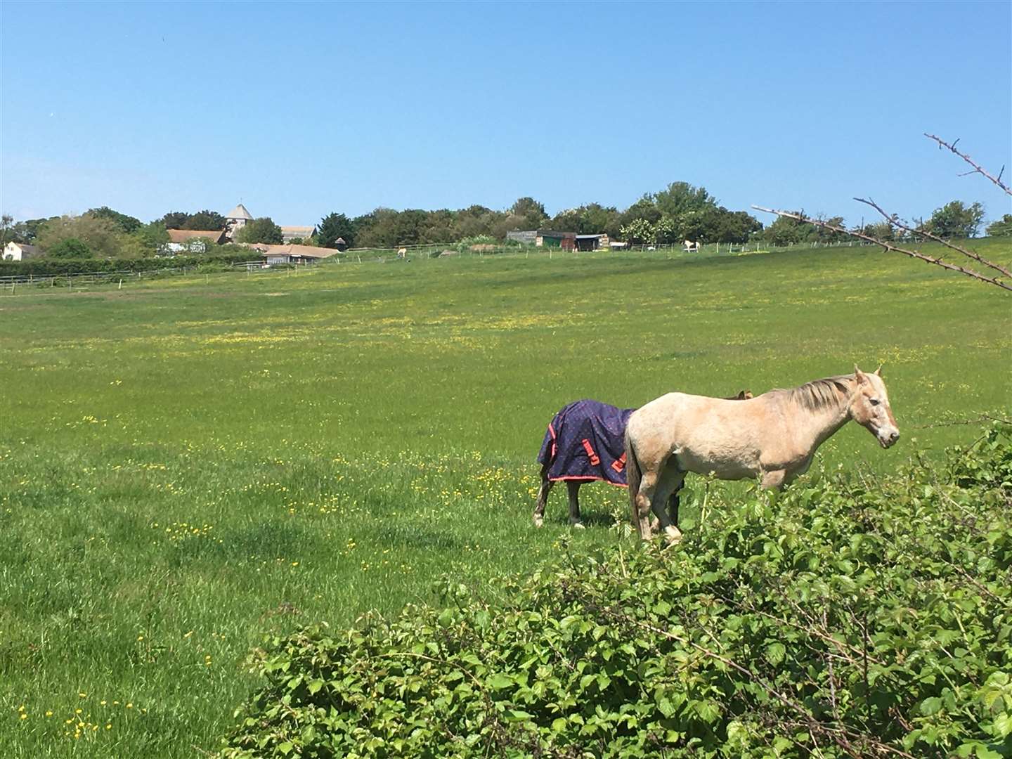 One of the fields viewed from Stuart Brown's home in Nelson Avenue, Minster, Sheppey