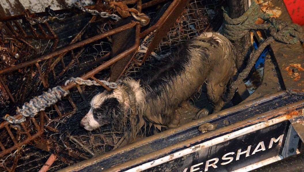 The collie cross was stranded on a boat in the harbour