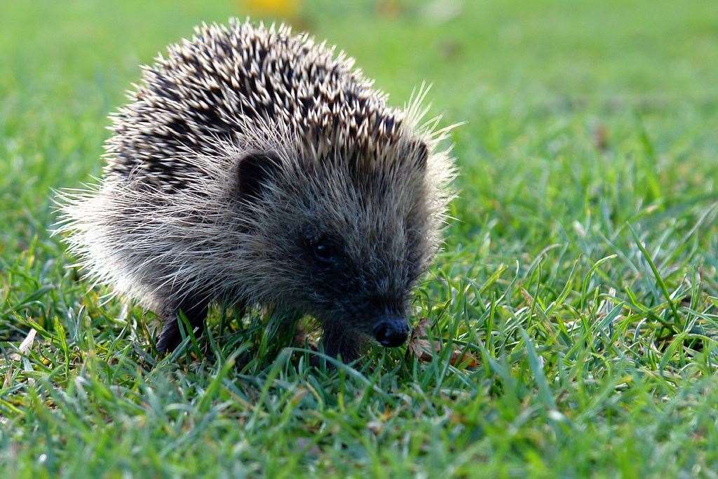 A hedgehog roaming a garden. Photo: Rick Vickers