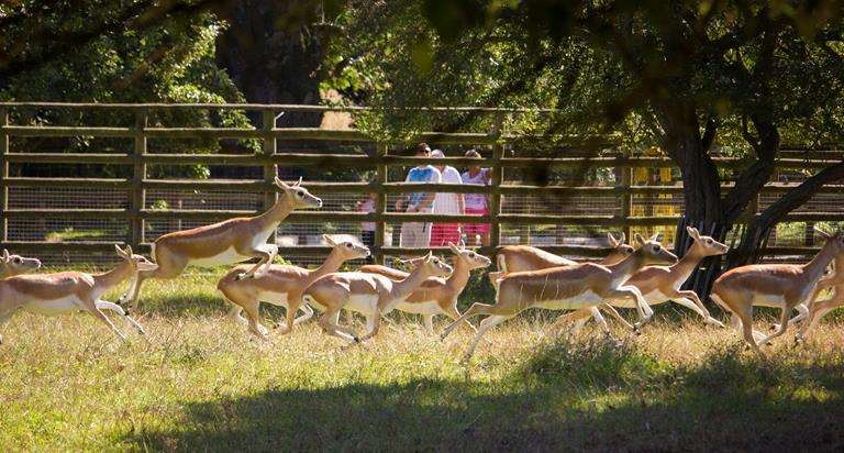 The deer park at Howletts is separated from the public by an 8ft fence. Picture: Howletts