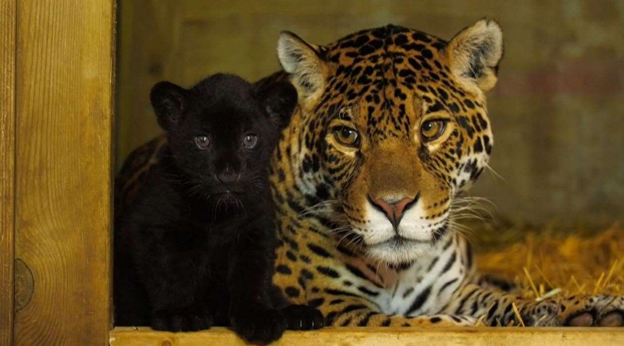 The jaguar cub born at the Big Cat Sanctuary near Ashford