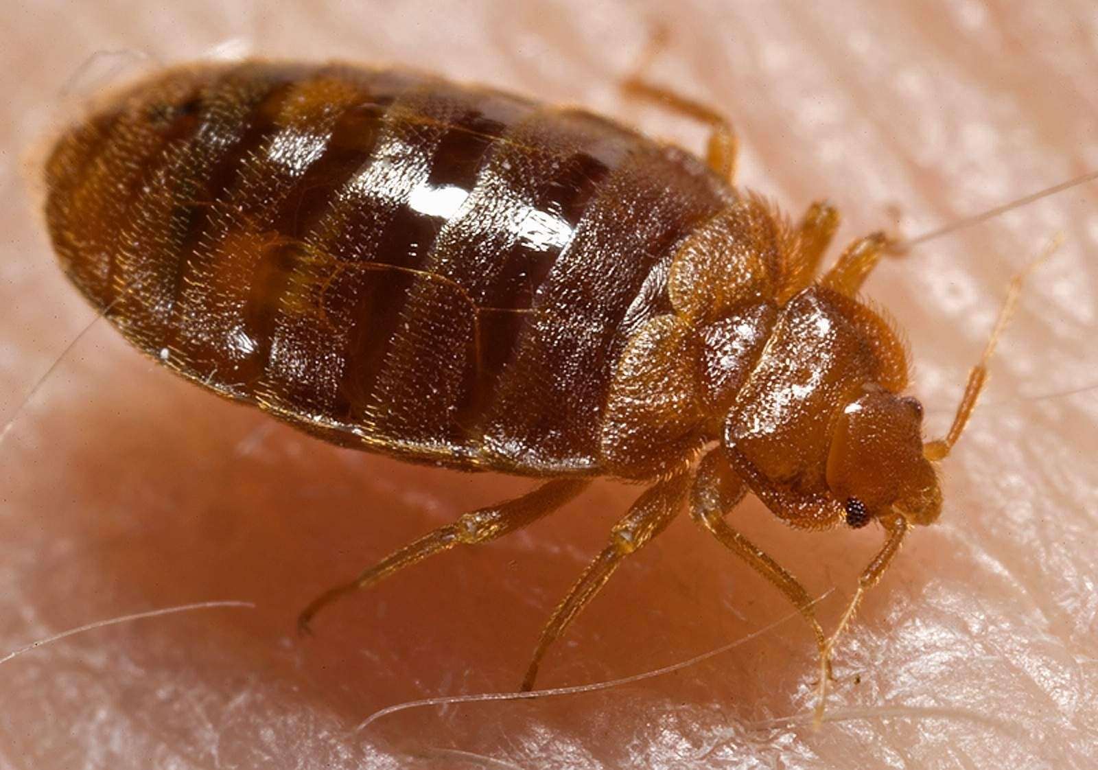 A bed bug. Stock image