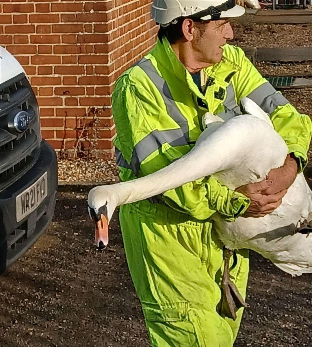 A worker carries a swan during the rescue. Picture: UK Power Networks
