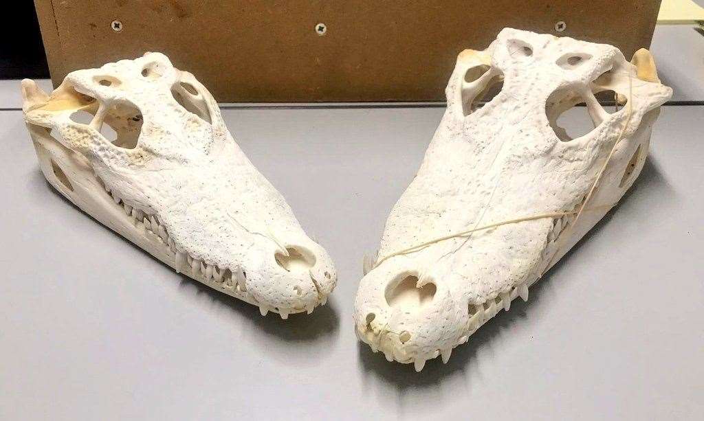 The skulls were seized from two addresses (28457989)