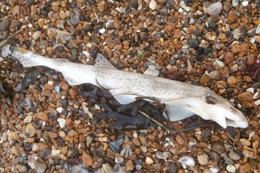 Dogfish sharks are distant relatives of the larger predators