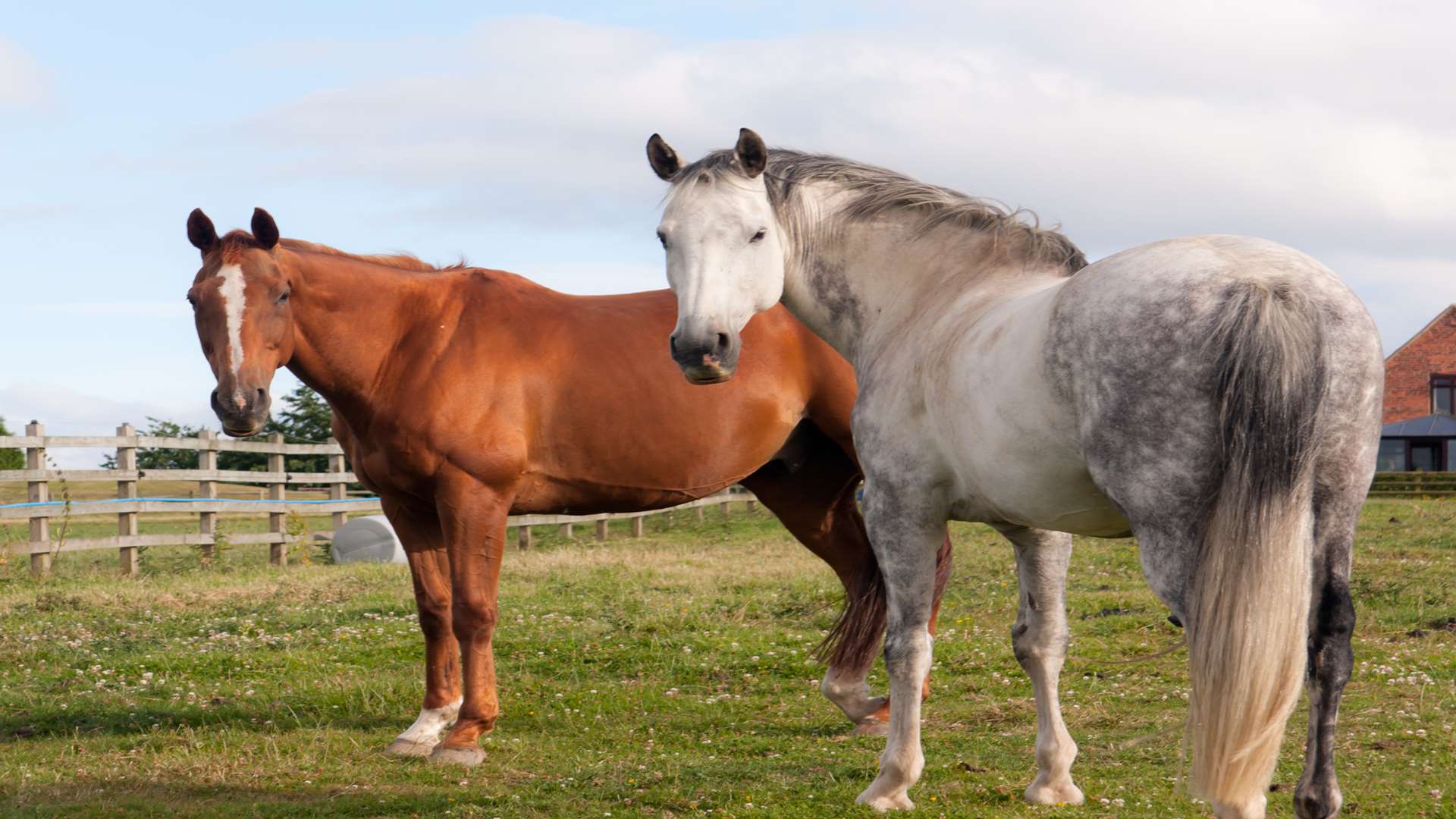Horses in a paddock. Eileen Groome/Getty Images/iStockphoto