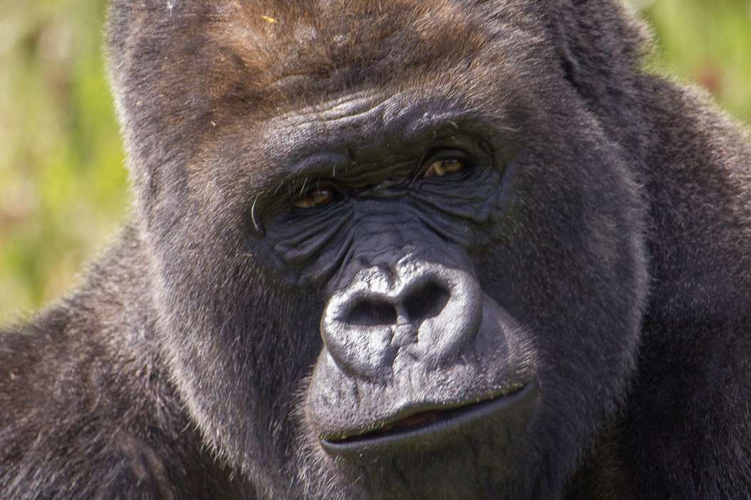 Four gorilla brothers are going to the wild in Congo from Port Lympne