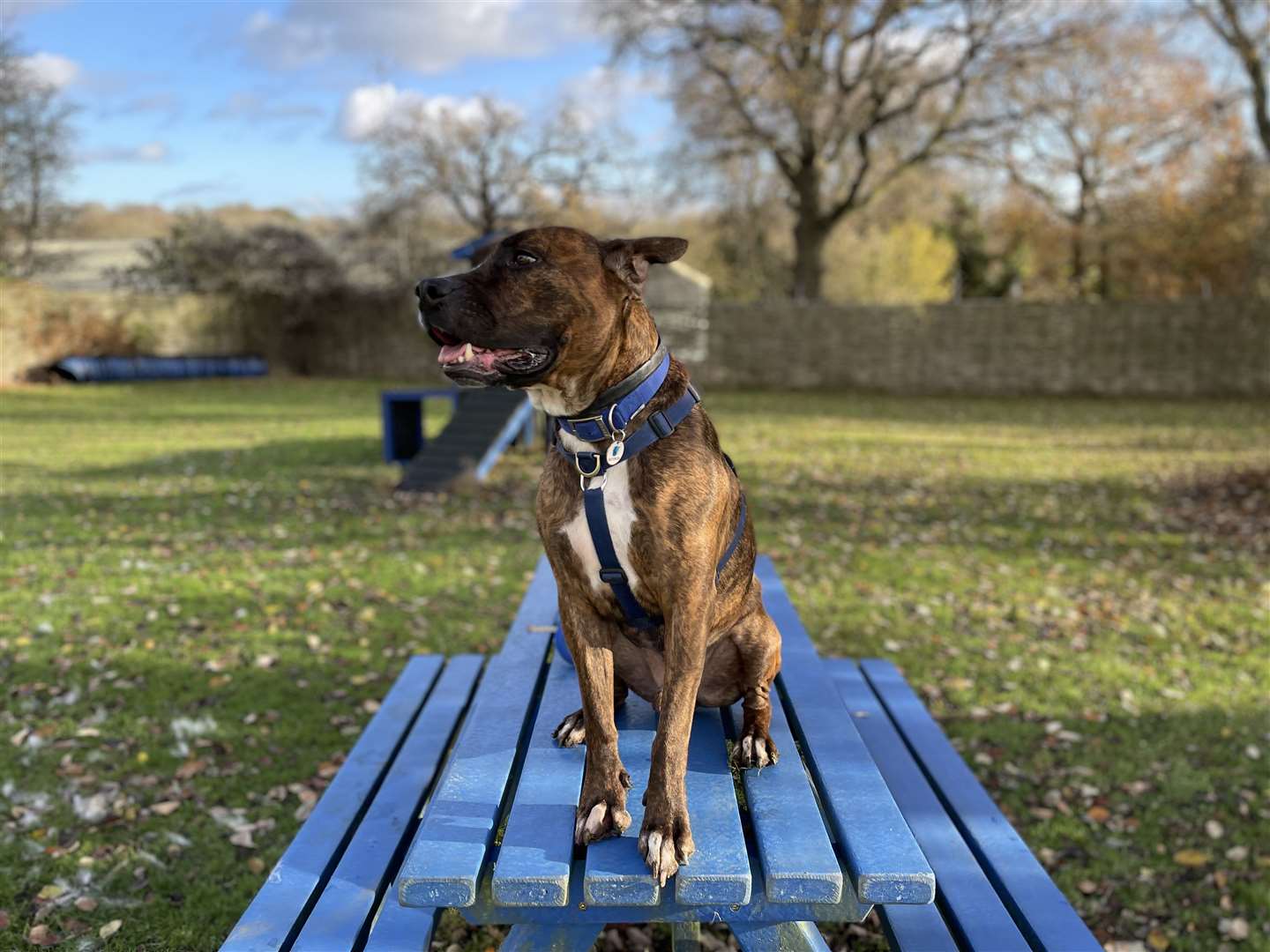 He loves long walks and playing with his cuddly toys and snuggles with people. Picture: Battersea