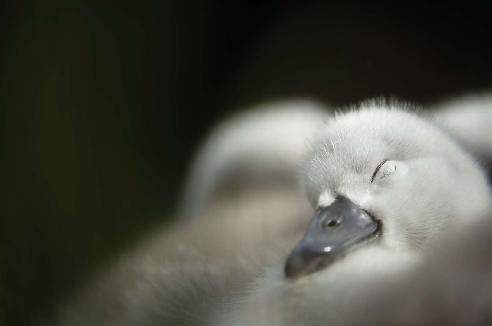A cygnet has a snooze Picture: RSPB/Ben Andrew
