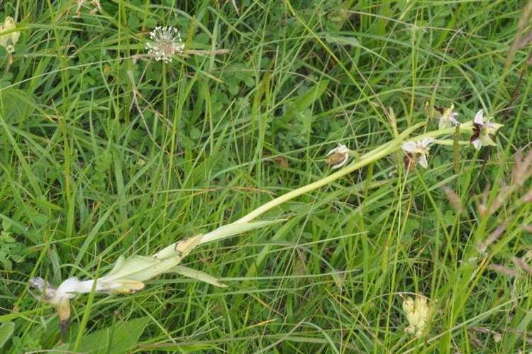 The late spider orchid that was dug up and discarded in Folkestone in 2016